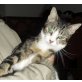 Cady, Europäische Kurzhaarkatze - Katze