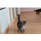 Caesar-, Clementine-, Cecyiellia vom Achensee, Norwegische Waldkatze - Katze