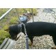 Cäsar, Dobermann - Rüde