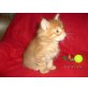 Cäsar, Maine Coon - Kater