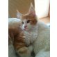 Cäsar, Maine Coon - Kater