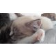 Caesar-Q, Neva Masquarade - Kater