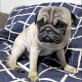 Caesar mopsfidel sucht tolles Körbchen, Mops - Rüde