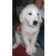 Cage, Golden Retriever - Rüde