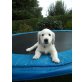 Cage vom Limes, Golden Retriever Welpen - Rüde