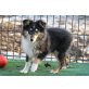 Caillou of Burning Mountain, Sheltie Welpen - Rüde