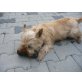 Cairn-Terrier - Hündin