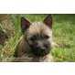 Cairn-Terrier - Hündin