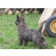 Cairn-Terrier - Rüde