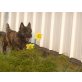 Cairn-Terrier - Rüde