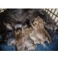 Cairn-Terrier - Rüde