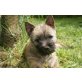 Cairn-Terrier - Rüde