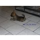 Cairn Terrier Welpen - Rüde