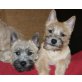 Cairn-Terrier Welpen - Rüde