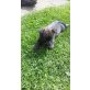 Cairn-Terrier Welpen - Rüde
