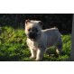 Cairn-Terrier Welpen - Rüde