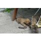 Cairn-Terrier Welpen - Rüde