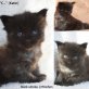 Cairon of Sherokee, Maine Coon - Kater