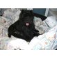 Caisy, Zwergschnauzer - Hündin