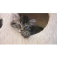 Cajetanus von Birkenfeld, Sibirische Katze - Kater