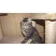 Cajetanus von Birkenfeld, Sibirische Katze - Kater