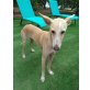 Cali, Galgo Español - Hündin