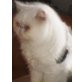 Cali, Perser-Mix - Kater