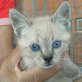 Cali, Siam-Mix - Kater