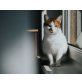 Calida, Mischling - Katze