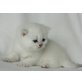 Caligula, Britisch Kurzhaarkatze - Kater