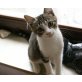 Calimera & Cooper , Siam - Katze