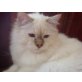 Calimero & Darling, Heilige Birma - Kater
