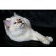 Calimero, Heilige Birma - Kater