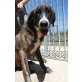 Calimero, Setter  Maremmano Mix Welpen - Rüde