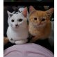 Calin und Lulu, Hauskatze - Kater