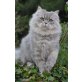 Calisto, Perser mit Nase - Kater