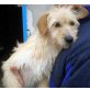 Calla, Terrier Mix - Hündin