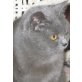 Callie, Britisch Kurzhaarkatze - Katze