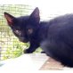 Callie, Mischling - Kater