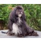Cally, Lhasa Apso - Rüde