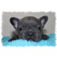 Calvin de Fassion, Französische Bulldogge Welpen - Rüde