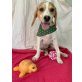 Calypso, Beagle-Mischling Welpen - Rüde
