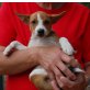 Calypso, Pinscher - Jack Russell Mix Welpen - Rüde