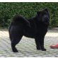 Calypso vom Mühlenberg, Chow-Chow - Hündin