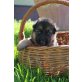 Calypso von der Kapellenhöhe, Deutscher Schäferhund - Hündin