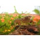 Cambarellus shufeldtii