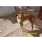 Cambrill 63 cm, Galgo Español - Rüde