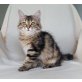 Camela, Sibirische Katze - Katze