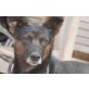 Camelia, süßer Anfängerhund - Hündin