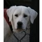 Cameo, Labrador - Hündin